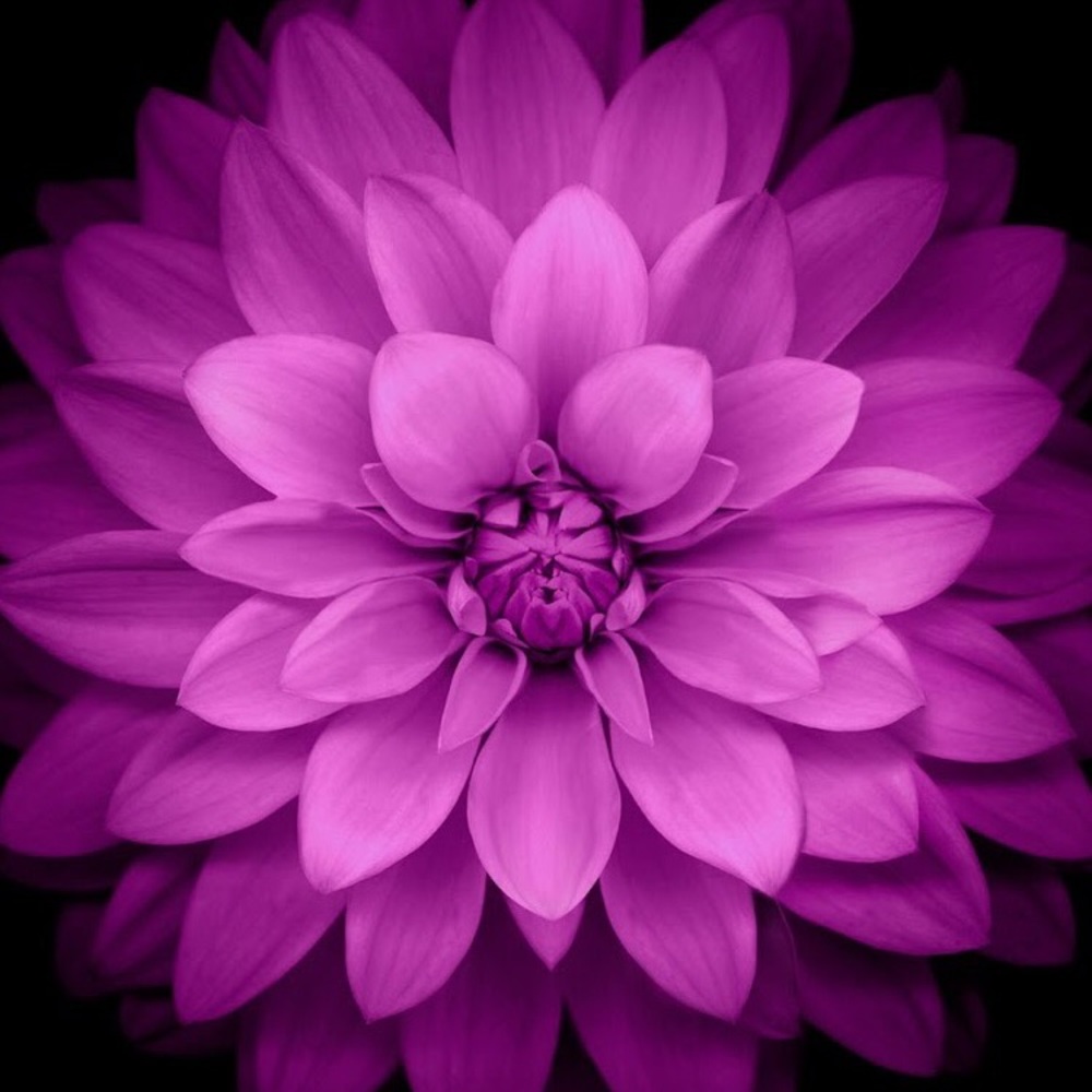 Meet your Posher, Jakki